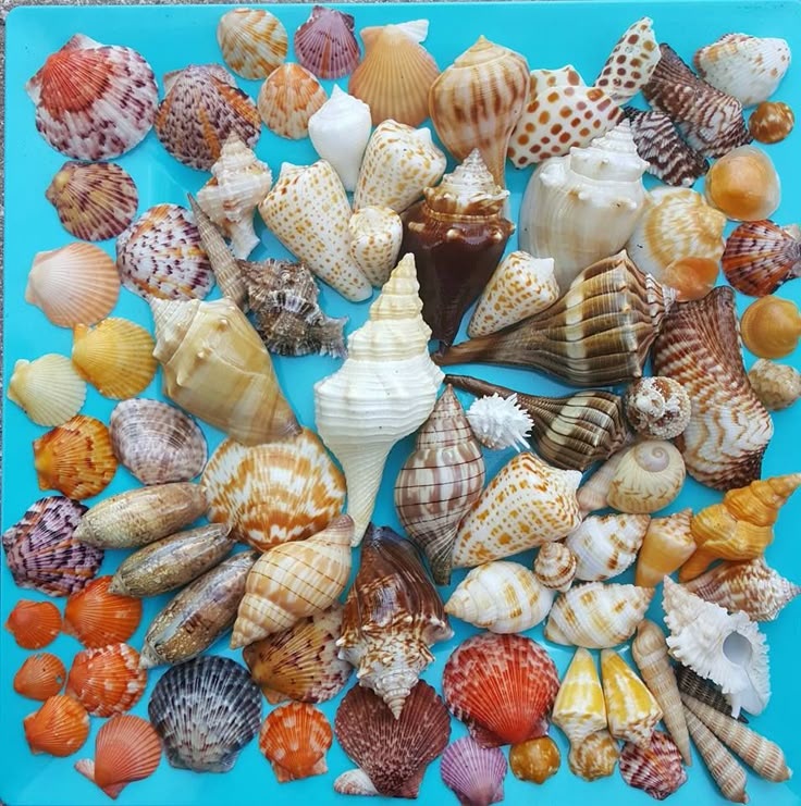 Unguided 1/2 Day Shelling Tour — Naples