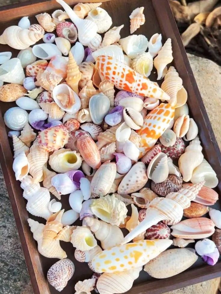 Unguided 6 Hour Shelling Tour — Naples