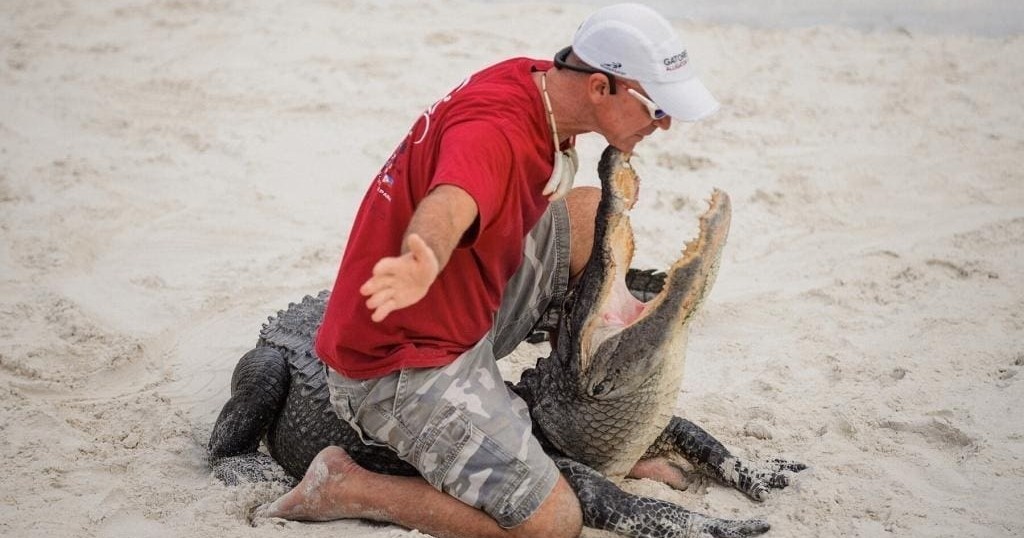 Alligator Presentation — Fort Lauderdale