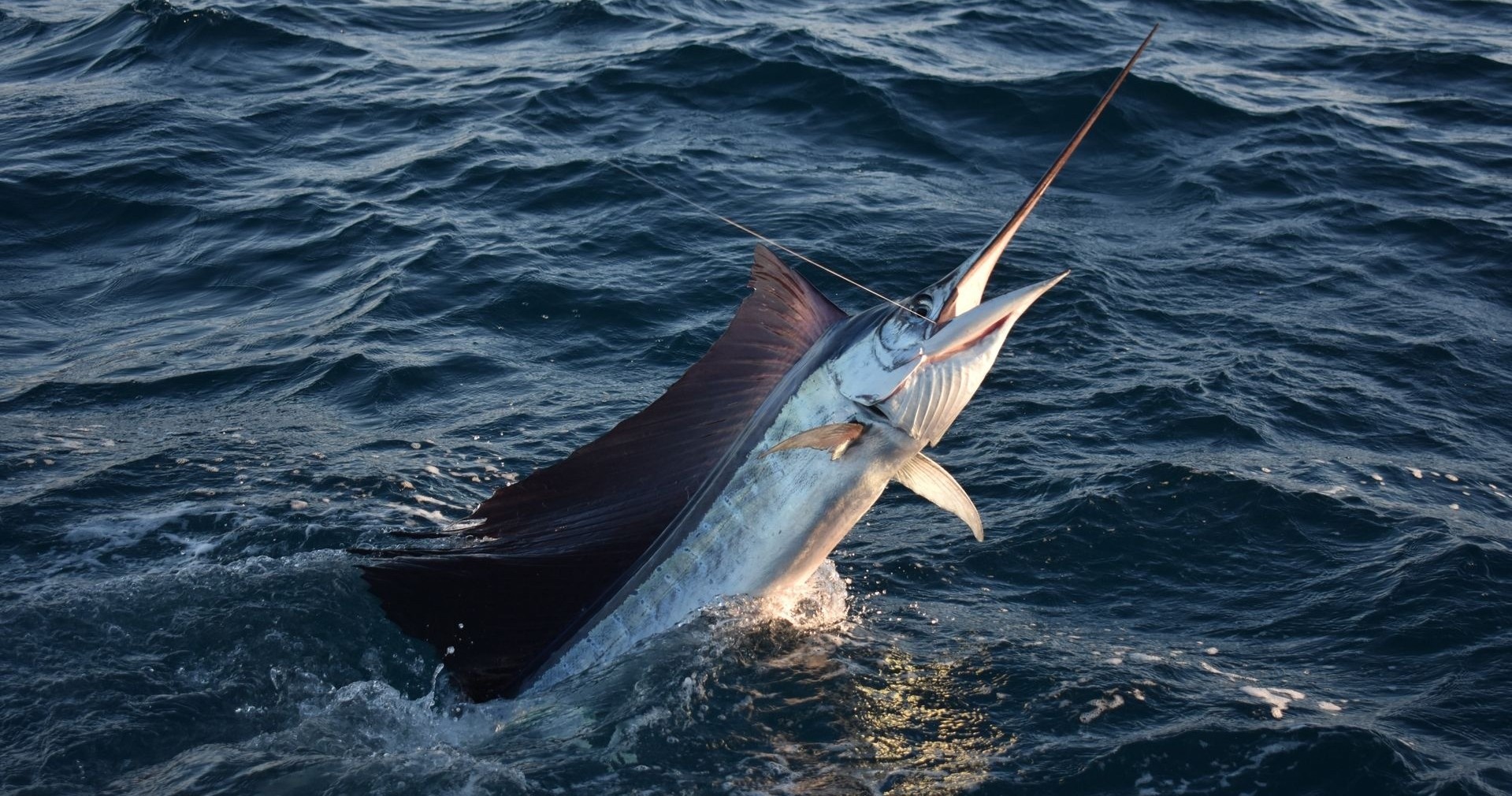 Half Day Private Charter