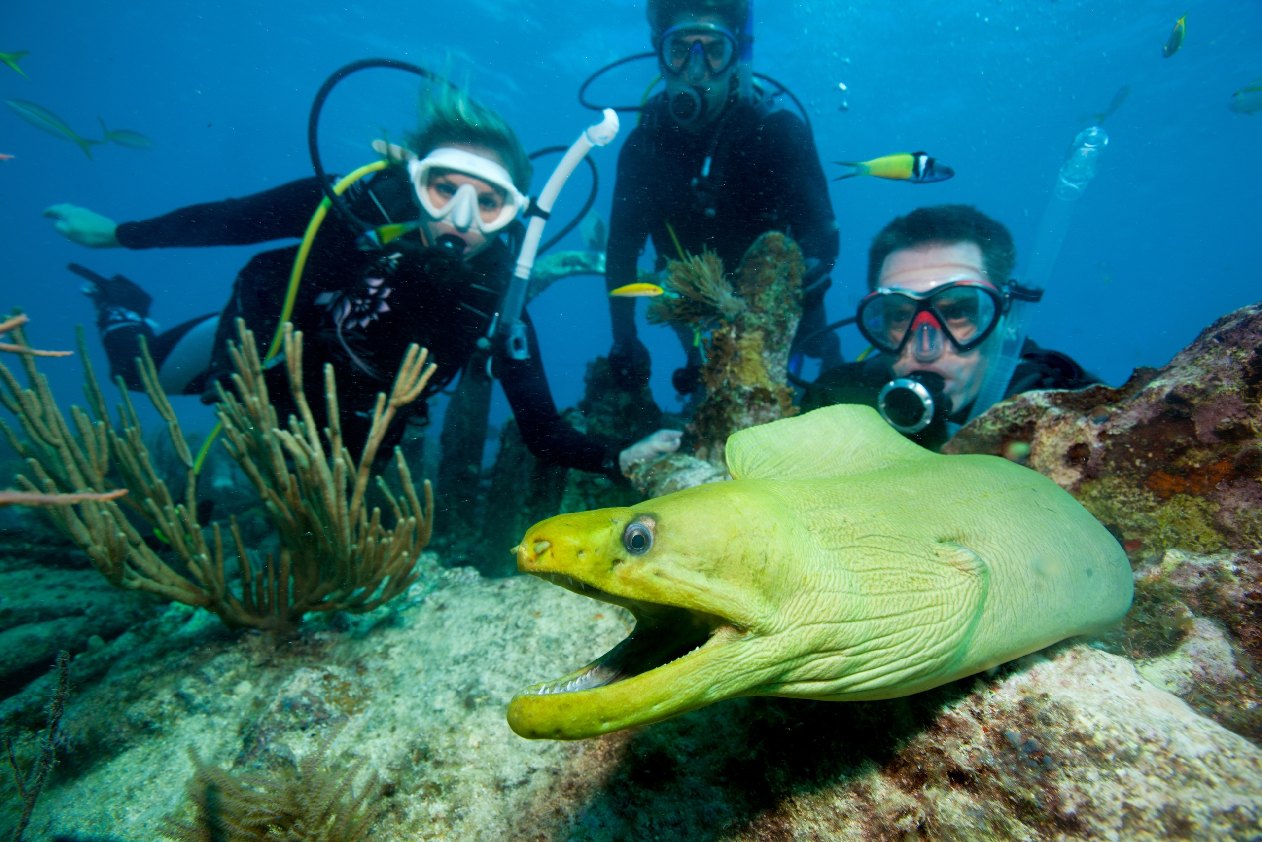 Discover Scuba PADI Course — Islamorada