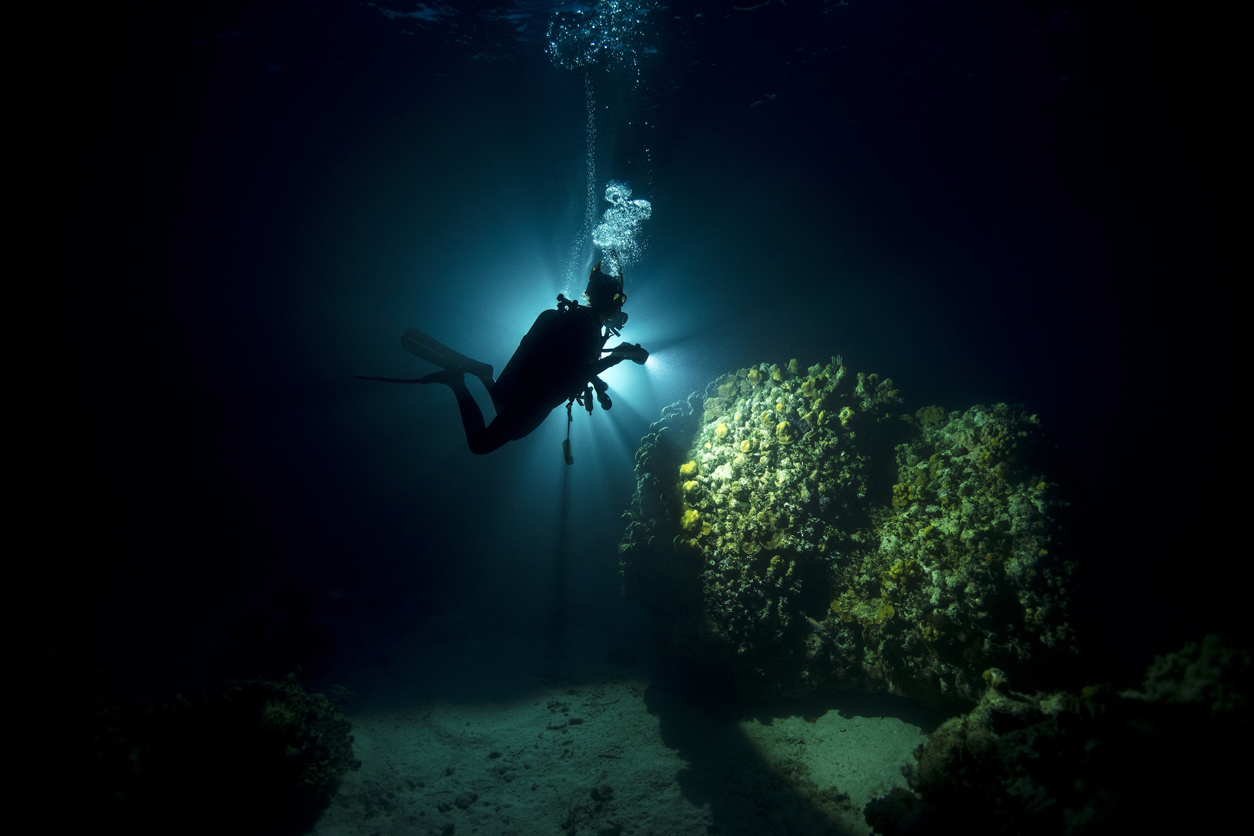 Key Largo Night Dive Trip - Pennekamp & Sanctuary