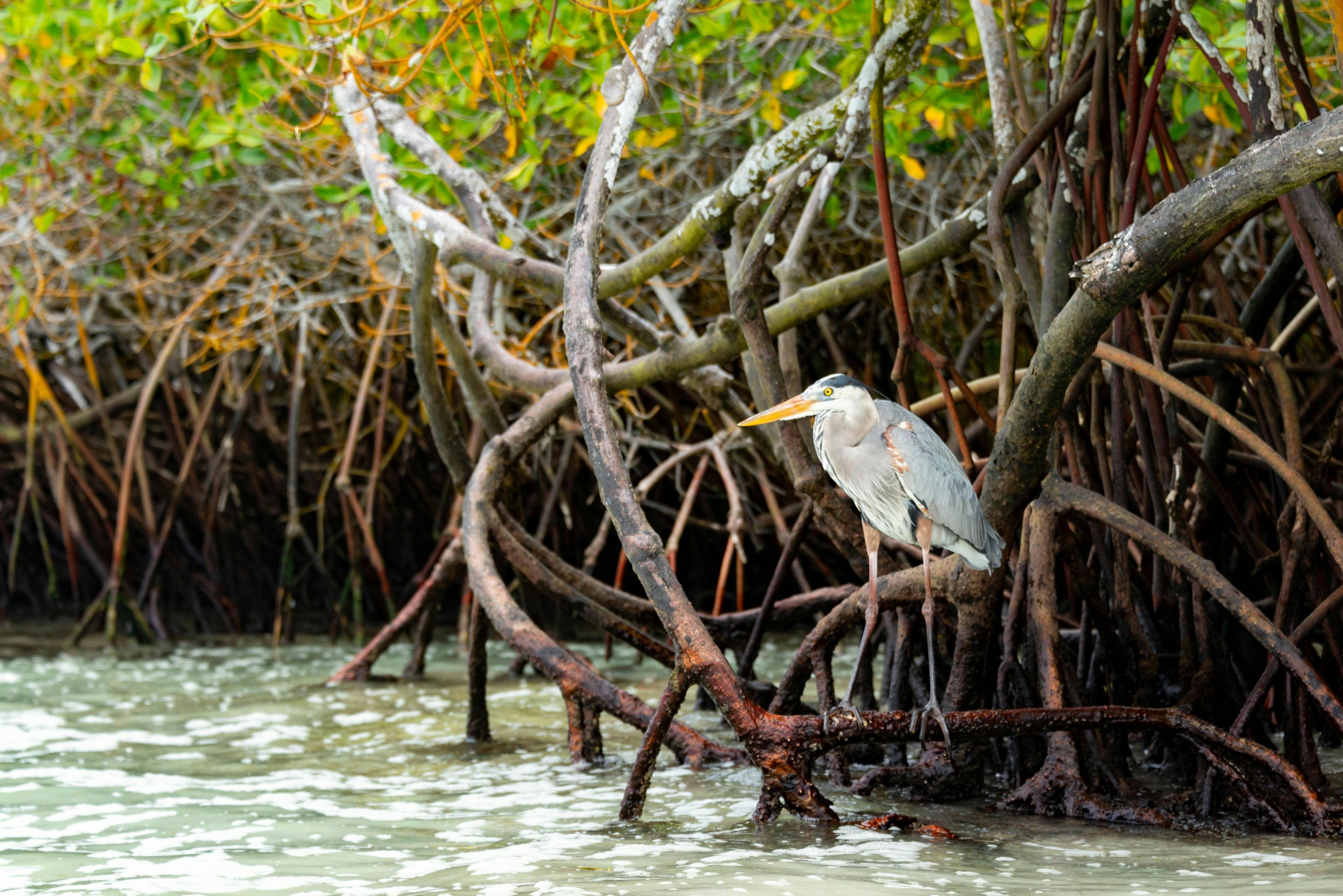 Biscayne Bay Wildlife Encounter