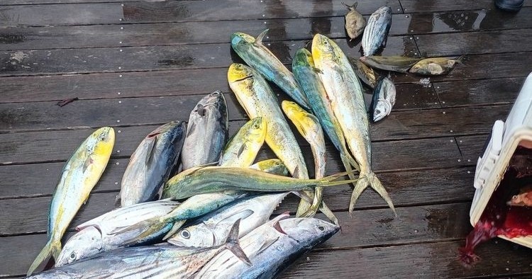 3/4 Day Fishing Charter — Marathon
