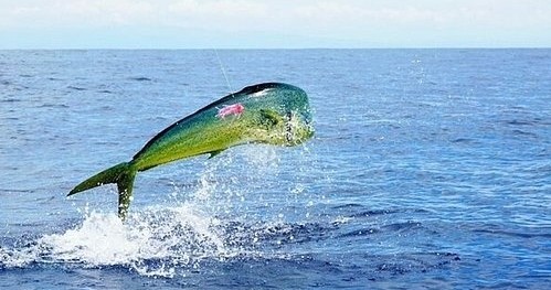 Fishing Marathon — Marathon