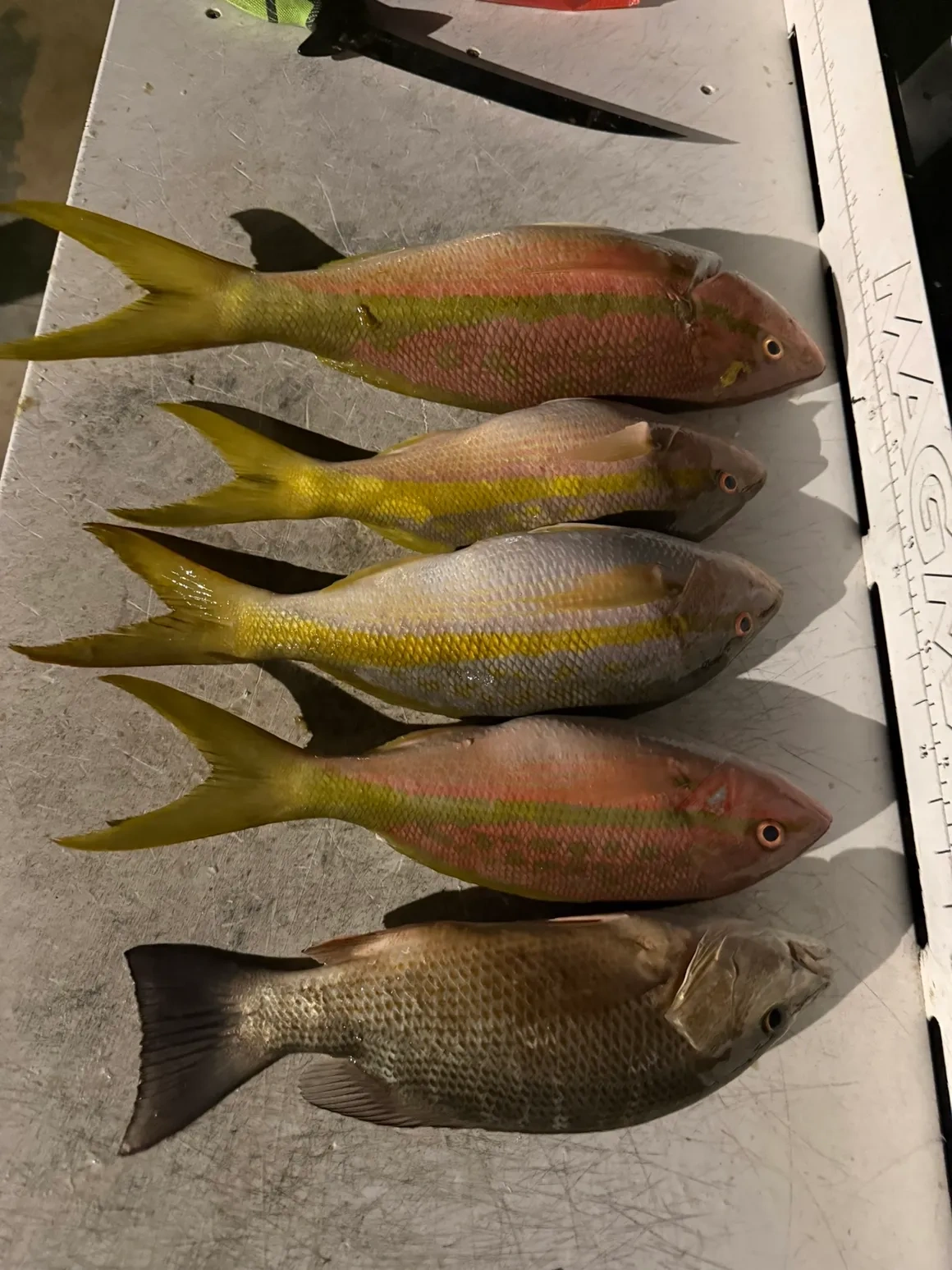 3/4 Day Fish, Snorkel & Sandbar — Marathon