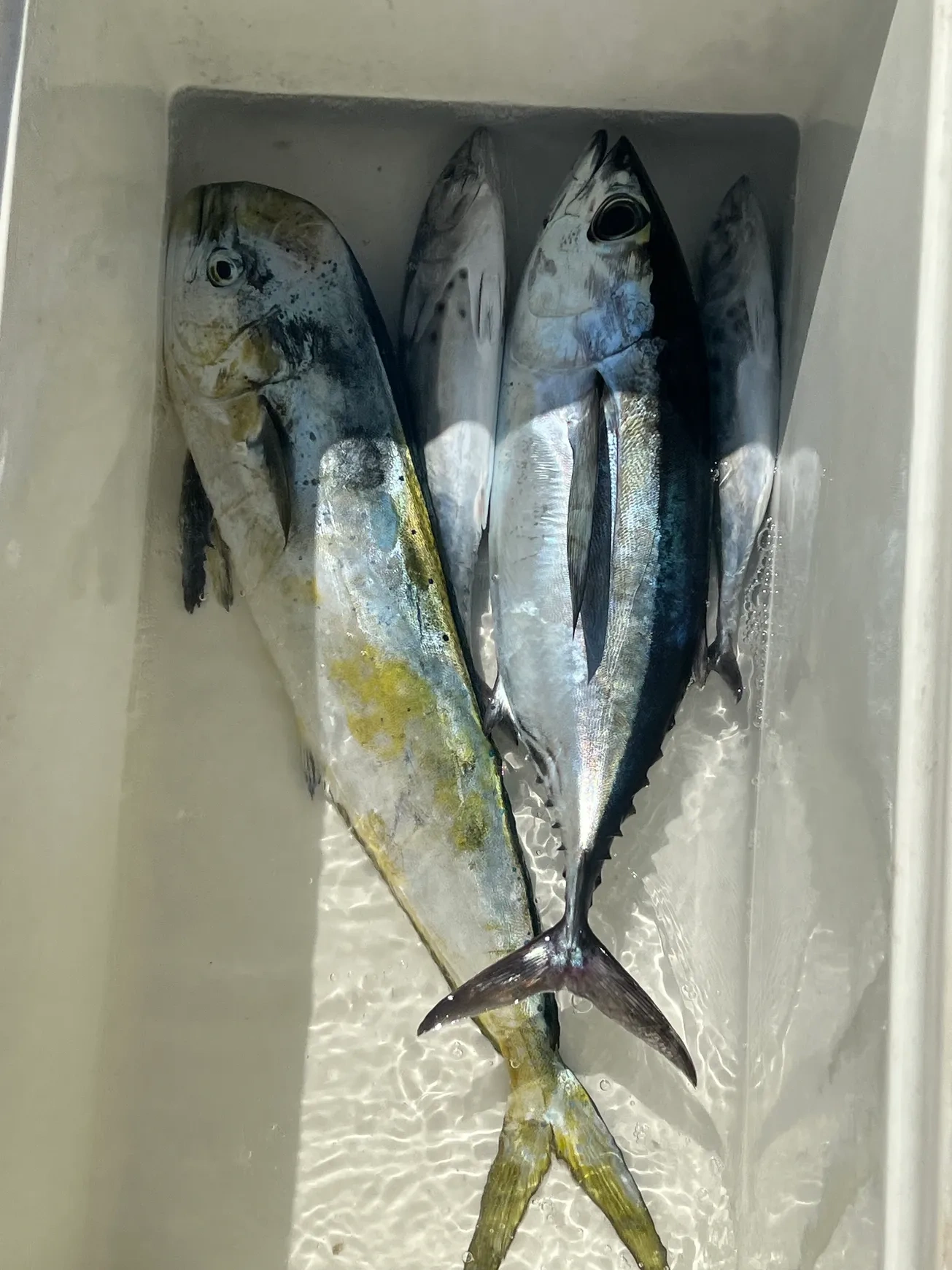 Full Day Fish and Sandbar — Marathon