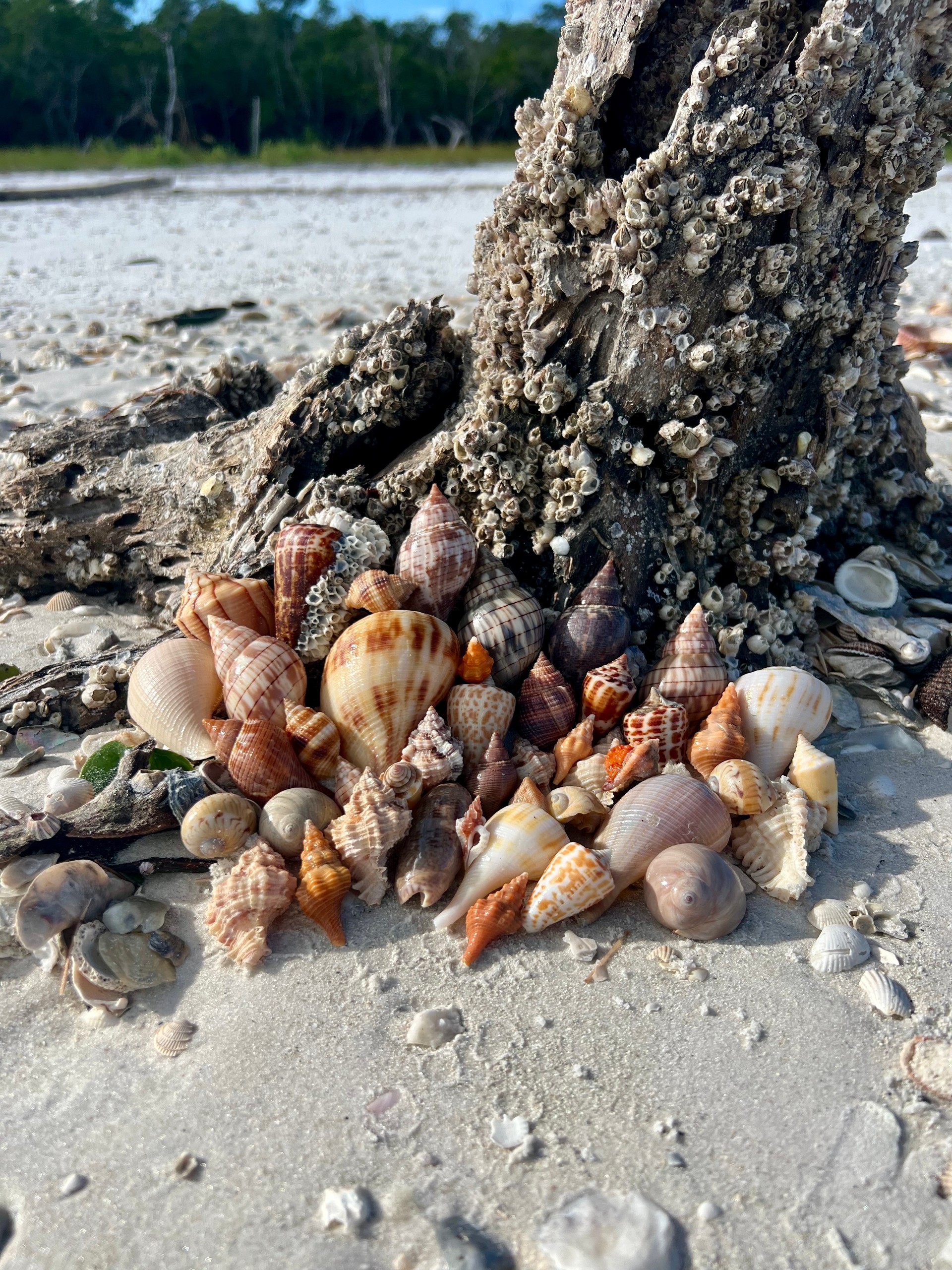 Shell and Fish — Marco Island