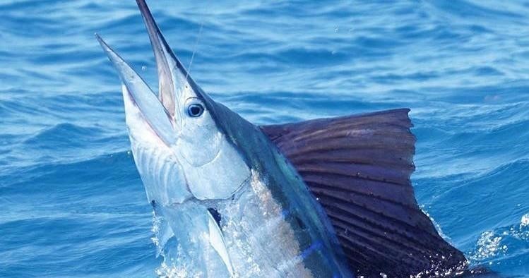 Tournament Style 3/4 Day With Live Bait Included