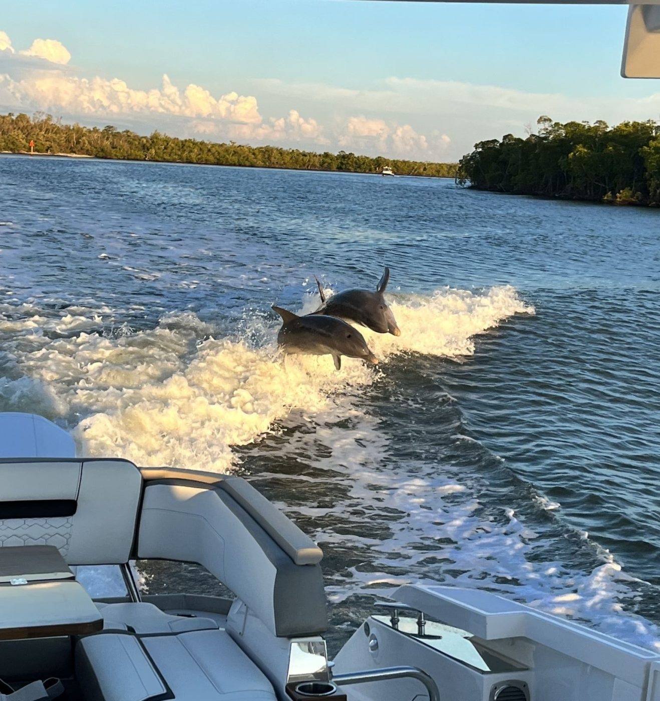 Dolphin Watching (Half Day) — Naples