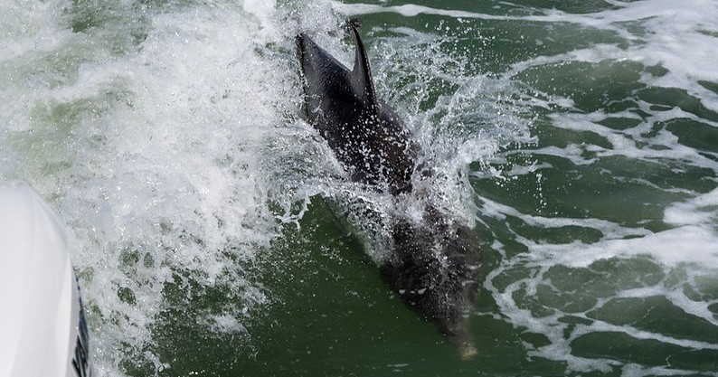 Dolphin Watching, Shelling and Sightseeing Adventure — Naples