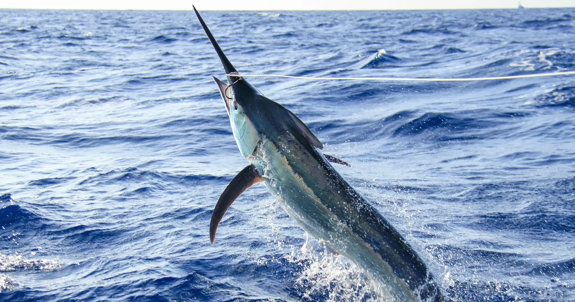 Swordfish Fishing Charters — Key West