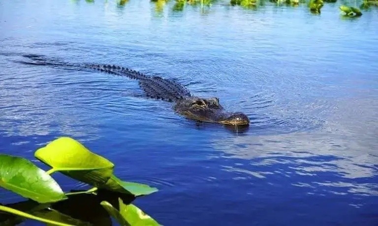 Everglades Value Combo: Airboat Tour, Gator Show & Wildlife Encounter